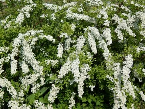 Spring flowers on the branches of a tree Stock Photos