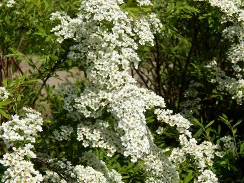 Spring flowers on the branches of a tree Stock Photos