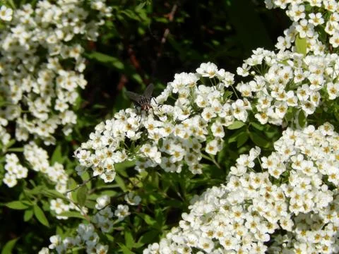 Spring flowers on the branches of a tree Foto stock