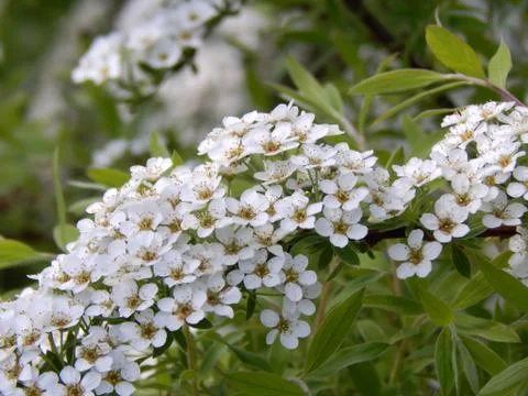 Spring flowers on the branches of a tree Stock Photos