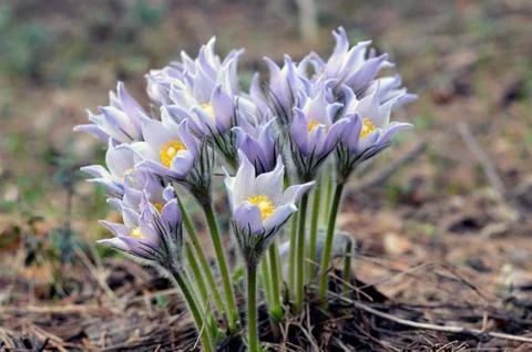Spring flowers. The bush of the first spring flowers in the forest. Flowers 写真素材