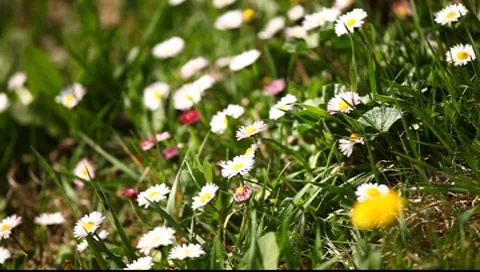 Spring Flowers with Camera Movement Stock Footage 7731523