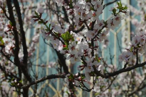 Spring flowers of cherry blossom Stock Photos