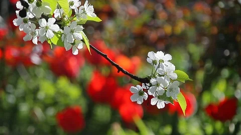 Spring flowers. Cherry Blossomed. White flowers. Stock Footage 118521065
