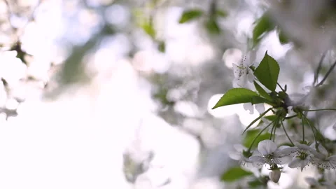 Spring flowers cherry. Stock Footage 130263421