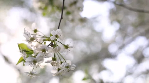 Spring flowers cherry. Stock Footage 130263465