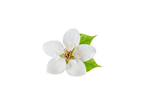 Spring flowers of cherry fruit trees isolated on a white background Stock-Fotos