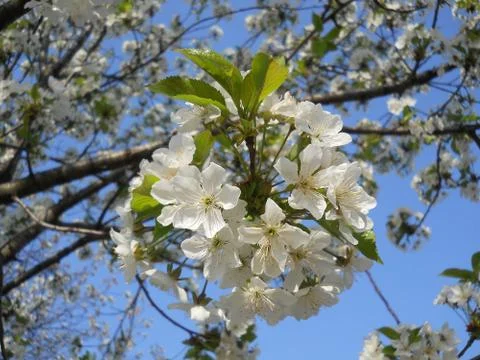 Spring flowers cherry Stock Photos