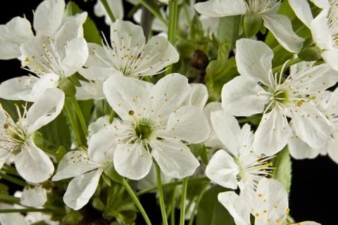 Spring flowers of cherry Stock Photos