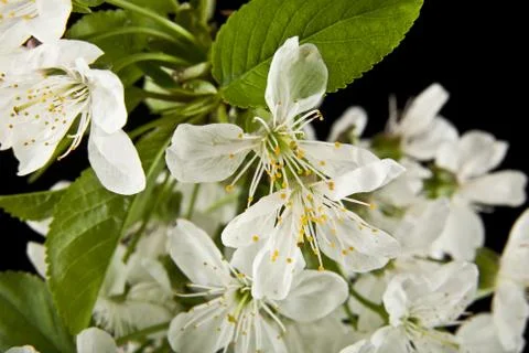 Spring flowers of cherry Stock Photos