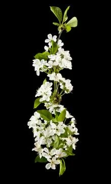 Spring flowers of cherry Stock Photos