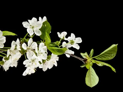 Spring flowers of cherry Stock Photos