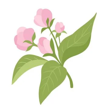 Spring flowers. Cherry tree blossom with green leaves 스톡 일러스트