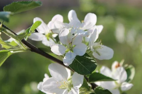 Spring flowers of cherry tree Stock Photos