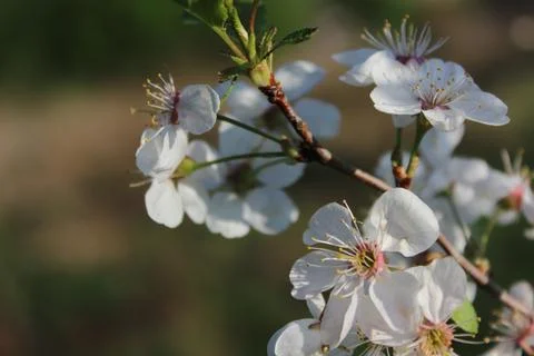 Spring flowers of cherry tree Foto stock
