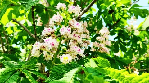 Spring flowers chestnut tree in the wind. Stock Footage 154848862