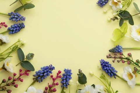 Spring flowers circle composition. Frame made of muscari and wild flowers on  Stock Photos