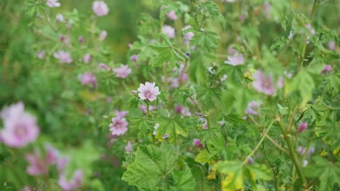 Spring flowers. Close-up of blooming purple flowers. Beautiful flowers on a Stock Footage 130441145
