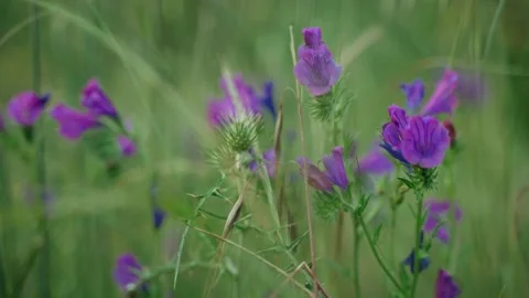 Spring flowers. Close-up of blooming purple flowers. Beautiful flowers on a Stock Footage 130637261
