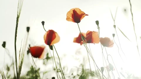 Spring flowers. Close-up of blooming red poppies. Beautiful flowers on a Stock Footage 130441074
