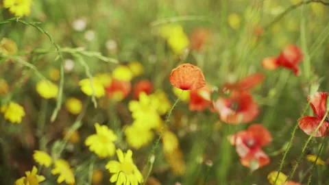 Spring flowers. Close-up of blooming red poppies and yellow flowers. Beautiful Stock Footage 130441167