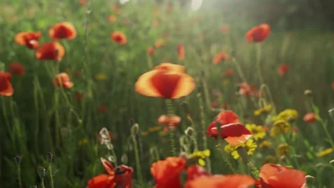 Spring flowers. A close-up of blooming red poppies. Beautiful flowers on a Stock Footage 130441503