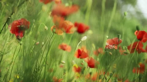 Spring flowers. Close-up of blooming red poppies. Beautiful flowers on a Stock Footage 130441594