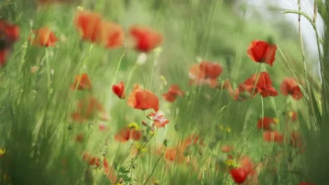 Spring flowers. Close-up of blooming red poppies. Beautiful flowers on a Stock Footage 130441651