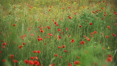 Spring flowers. Close-up of blooming red poppies. Beautiful flowers on a Stock Footage 130441932