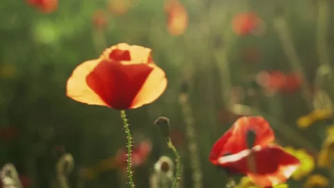 Spring flowers. Close-up of blooming red poppies. Beautiful flowers on a Stock Footage 130637142