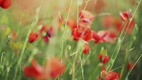 Spring flowers. Close-up of blooming red poppies. Beautiful flowers on a Stock Footage 130637444