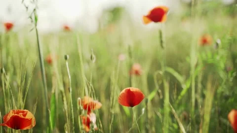 Spring flowers. Close-up of blooming red poppies. Beautiful flowers on a Stock Footage 130637505