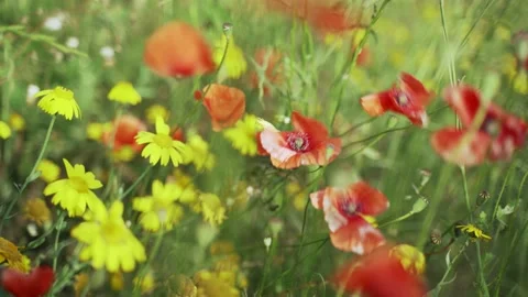 Spring flowers. Close-up of blooming red poppies and yellow flowers. Beautiful Stock Footage 130637581