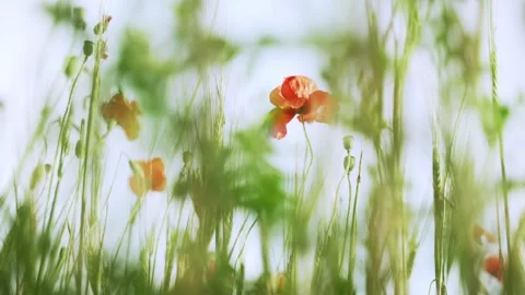 Spring flowers. Close-up of blooming red poppies. Beautiful flowers on a Stock Footage 130637823