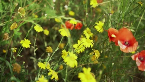 Spring flowers. Close-up of blooming red poppies and yellow flowers. Beautiful Stock Footage 130638051