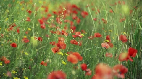 Spring flowers. Close-up of blooming red poppies. Beautiful flowers on a Stock Footage 130638476