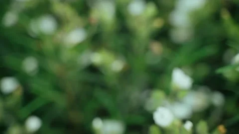 Spring flowers. Close-up of blooming white flowers. Beautiful flowers on a Stock Footage 130440899