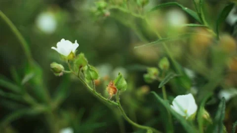 Spring flowers. Close-up of blooming white flowers. Beautiful flowers on a Stock Footage 130637165