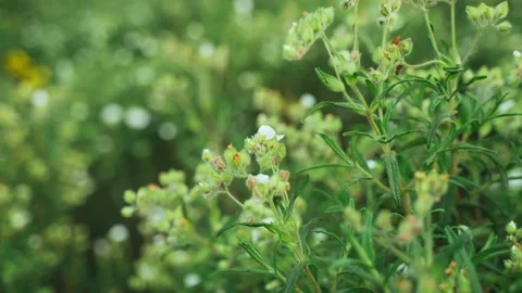 Spring flowers. Close-up of blooming white flowers. Beautiful flowers on a Stock Footage 130637474