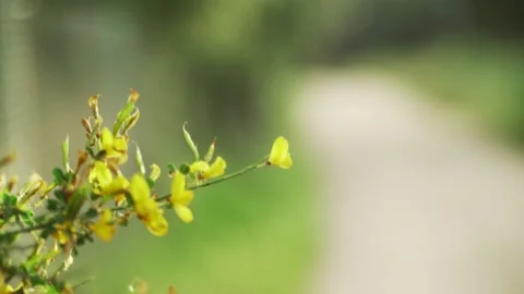 Spring flowers. Close-up of blooming yellow flowers. Girl sniffs fragrant Stock Footage 130440938