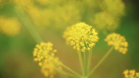 Spring flowers. Close-up of blooming yellow flowers. Beautiful flowers on a Stock Footage 130441292