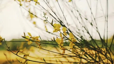 Spring flowers. Close-up of blooming yellow flowers. Beautiful flowers on a Stock Footage 130441444