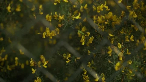 Spring flowers. Close-up of blooming yellow flowers. Beautiful flowers on a Stock Footage 130441730