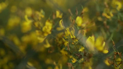Spring flowers. Close-up of blooming yellow flowers. Beautiful flowers on a Stock Footage 130637344