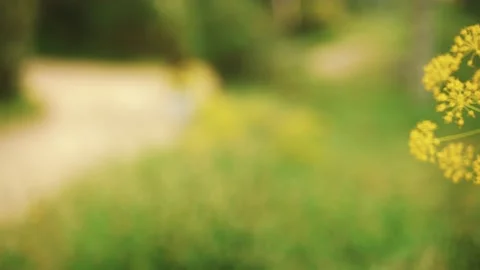 Spring flowers. Close-up of blooming yellow flowers. Beautiful flowers on a Stock Footage 130637420