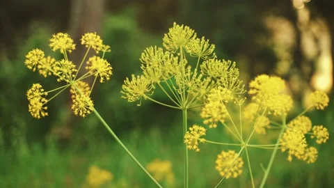 Spring flowers. Close-up of blooming yellow flowers. Beautiful flowers on a Stock Footage 130637710