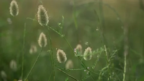 Spring flowers. Close-up of field plants swaying in the wind. Lush spring greens Stock Footage 130440978