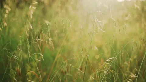 Spring flowers. Close-up of field plants swaying in the wind. Lush spring greens Stock Footage 130441244
