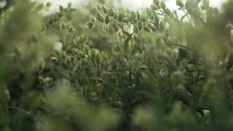 Spring flowers. Close-up of field plants swaying in the wind. Lush spring greens Stock Footage 130441386