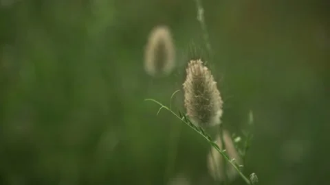 Spring flowers. Close-up of field plants swaying in the wind. Lush spring greens Stock Footage 130637103